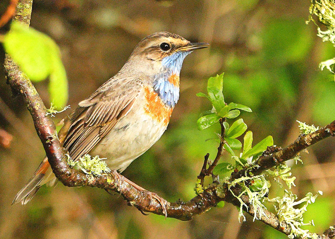 Red-spotted Bluethroat