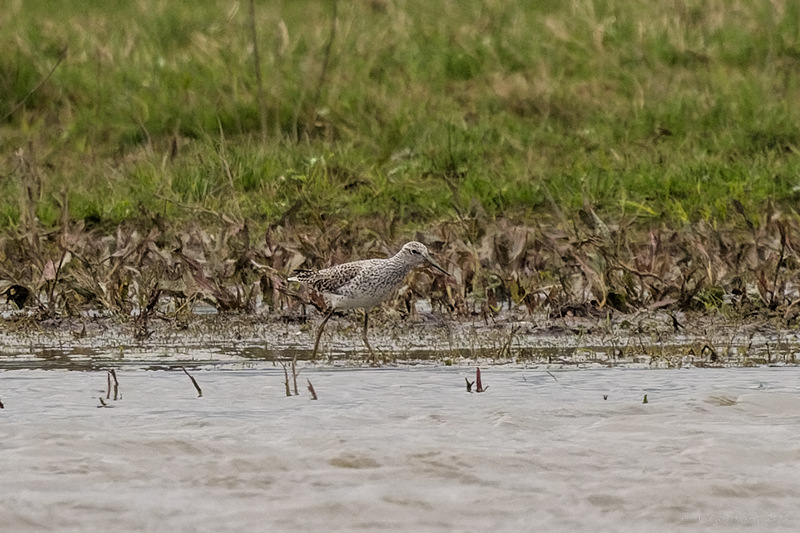 Marsh Sandpiper