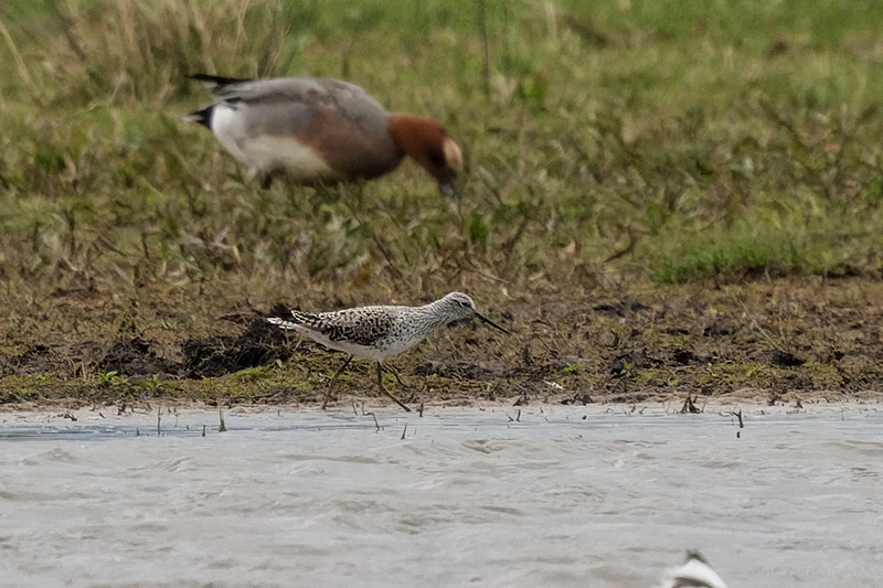 Marsh Sandpiper