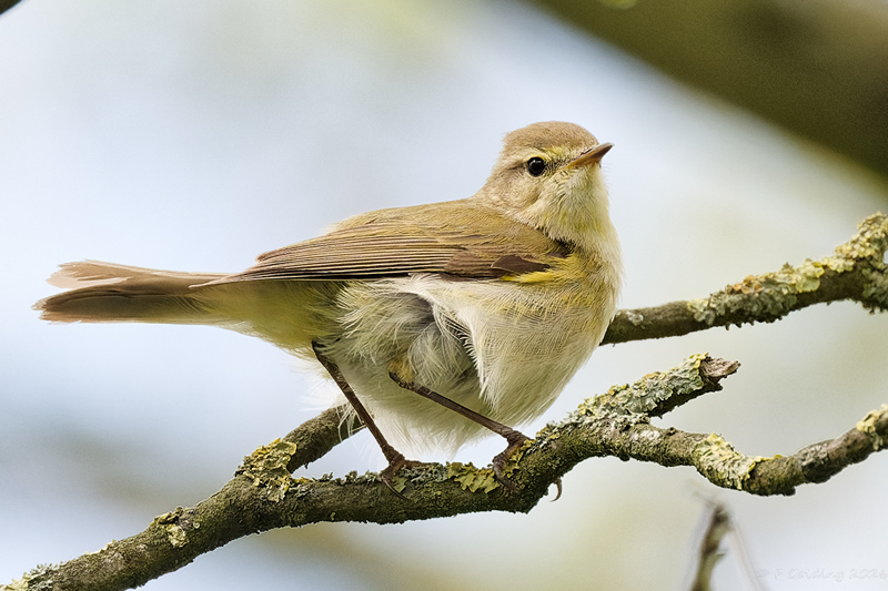 Iberian Chiffchaff