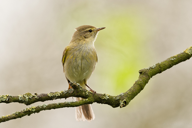 Iberian Chiffchaff