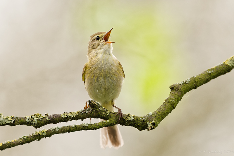Iberian Chiffchaff
