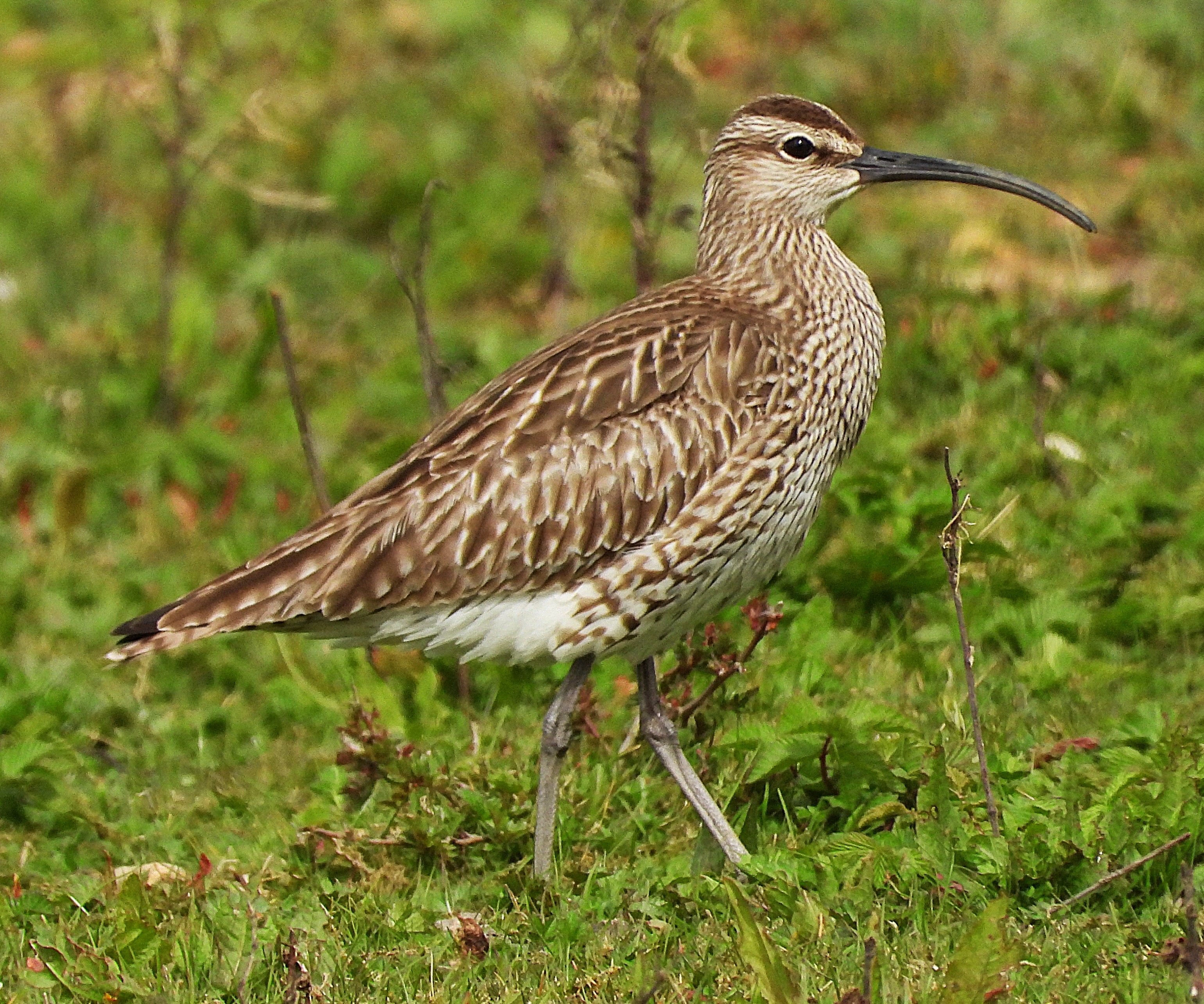 Whimbrel