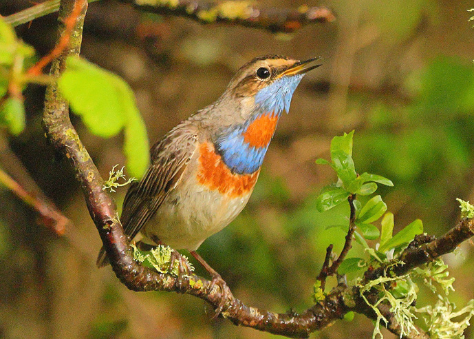 Red-spotted Bluethroat