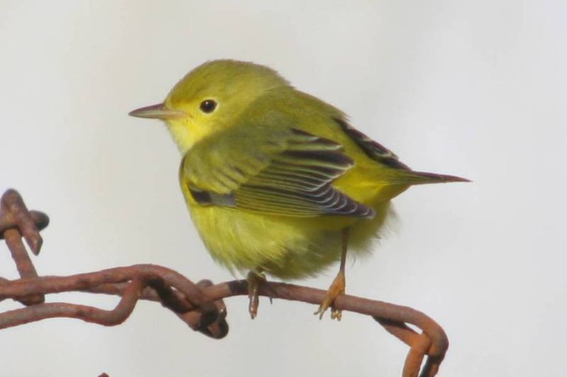 Yellow Warbler