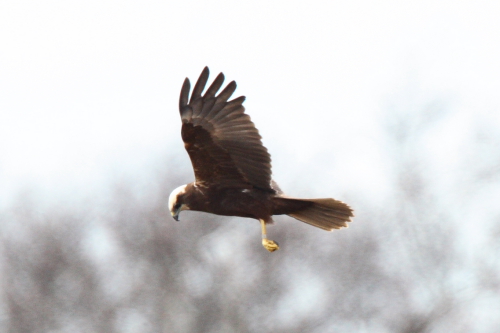 Marsh Harrier