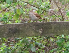 Cetti's Warbler