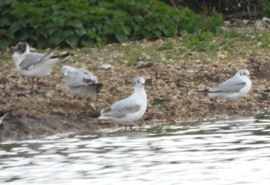 Bonaparte's Gull