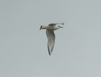 Bonaparte's Gull