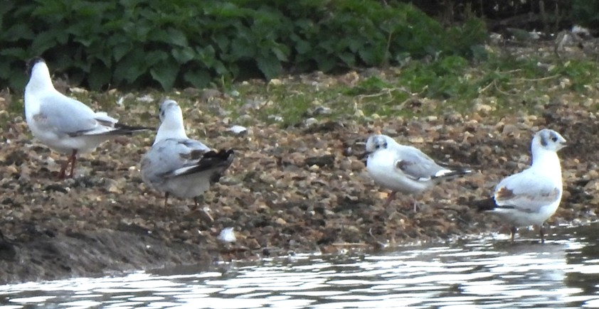 Bonaparte's Gull