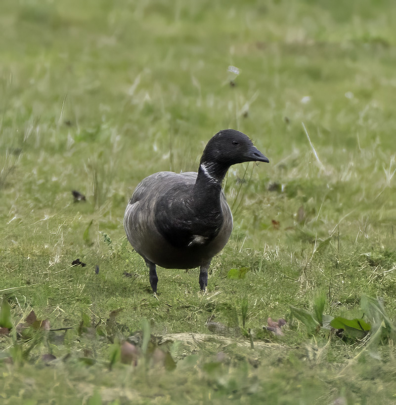 Dark-bellied Brent Goose
