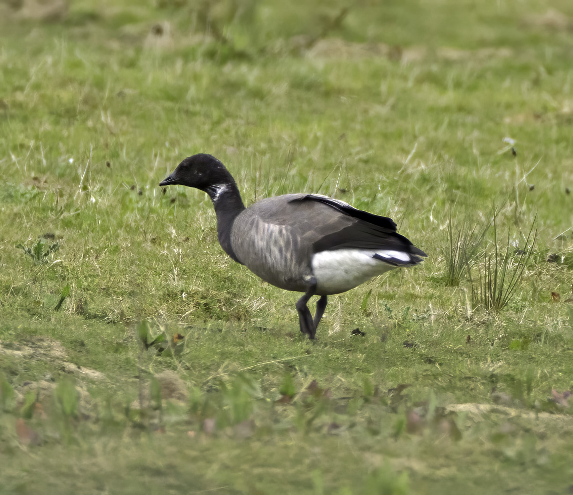 Dark-bellied Brent Goose