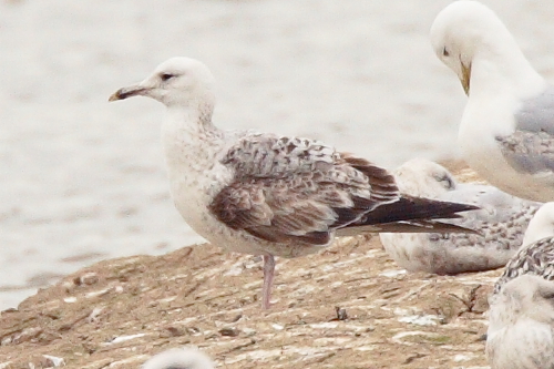 Caspian Gull