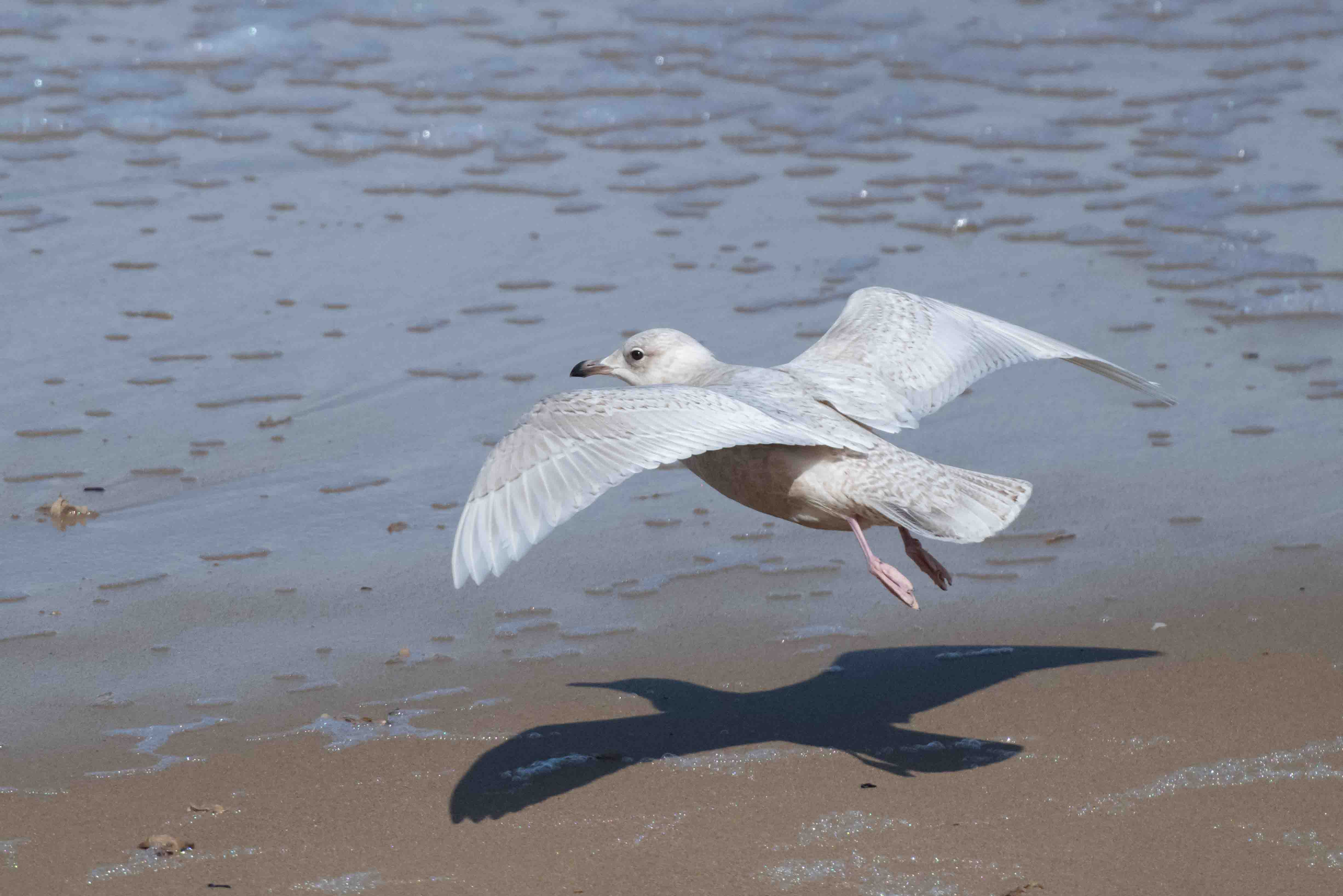 Iceland Gull