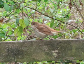 Cetti's Warbler