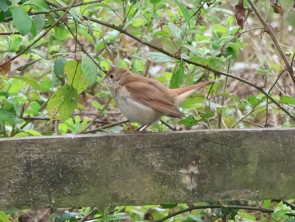 Cetti's Warbler