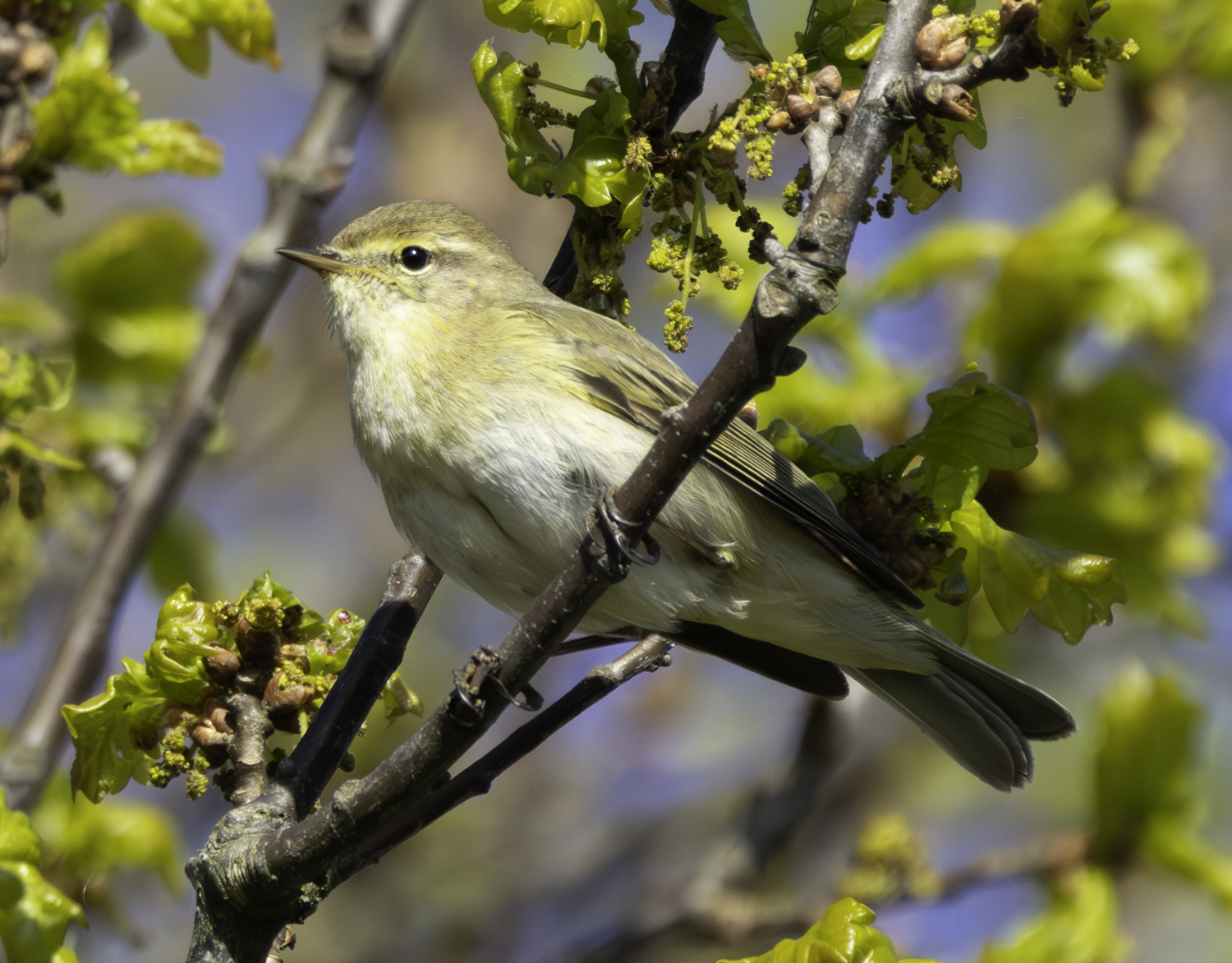 Iberian Chiffchaff
