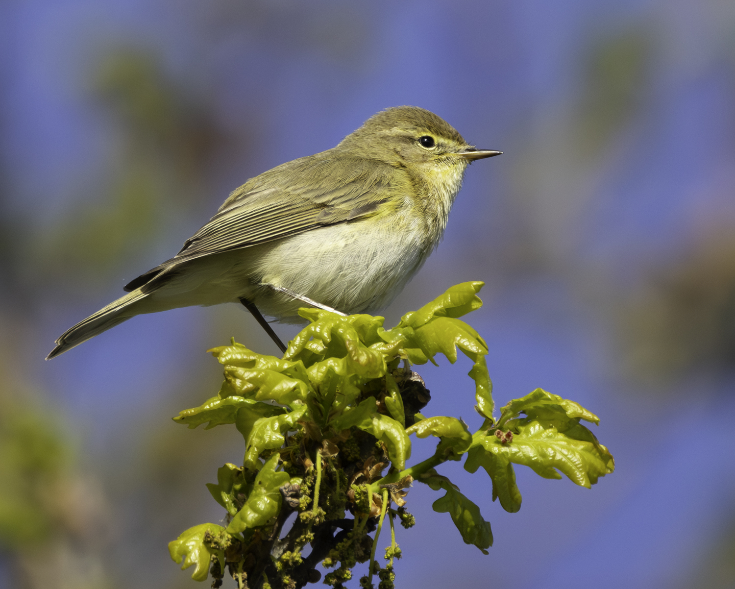 Iberian Chiffchaff