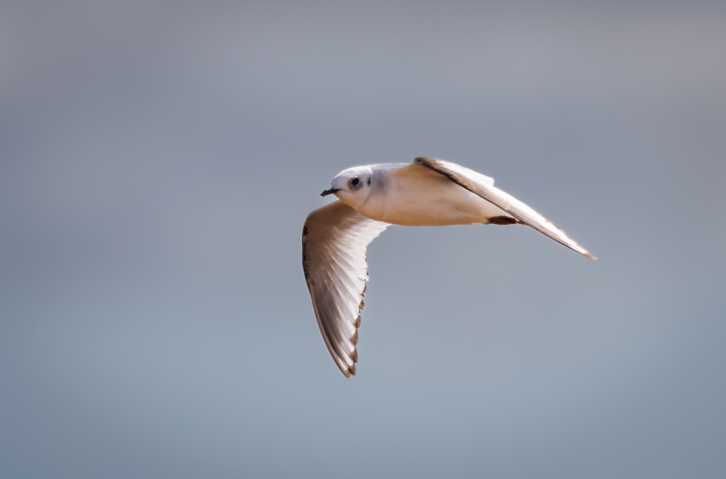 Ross's Gull