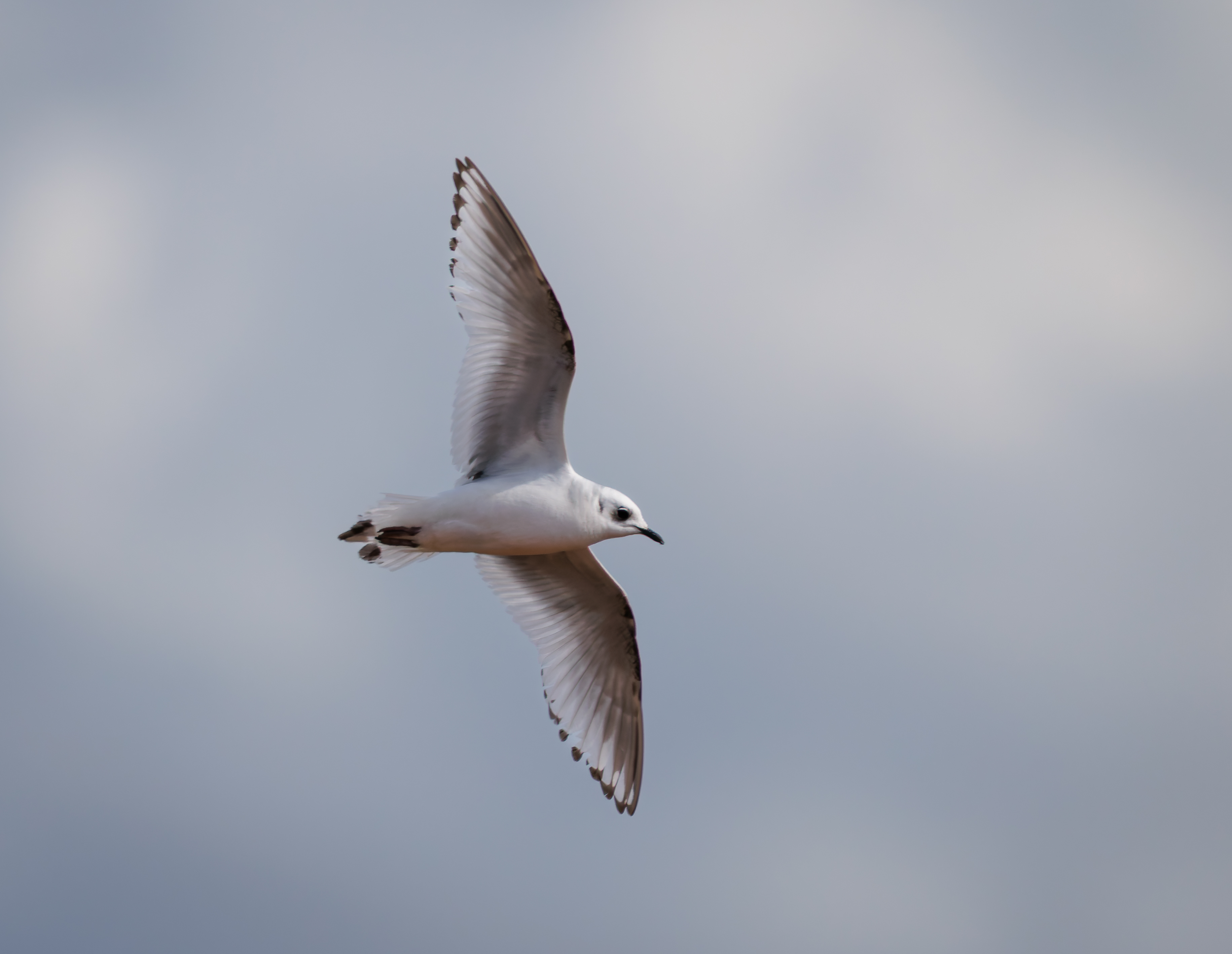 Ross's Gull