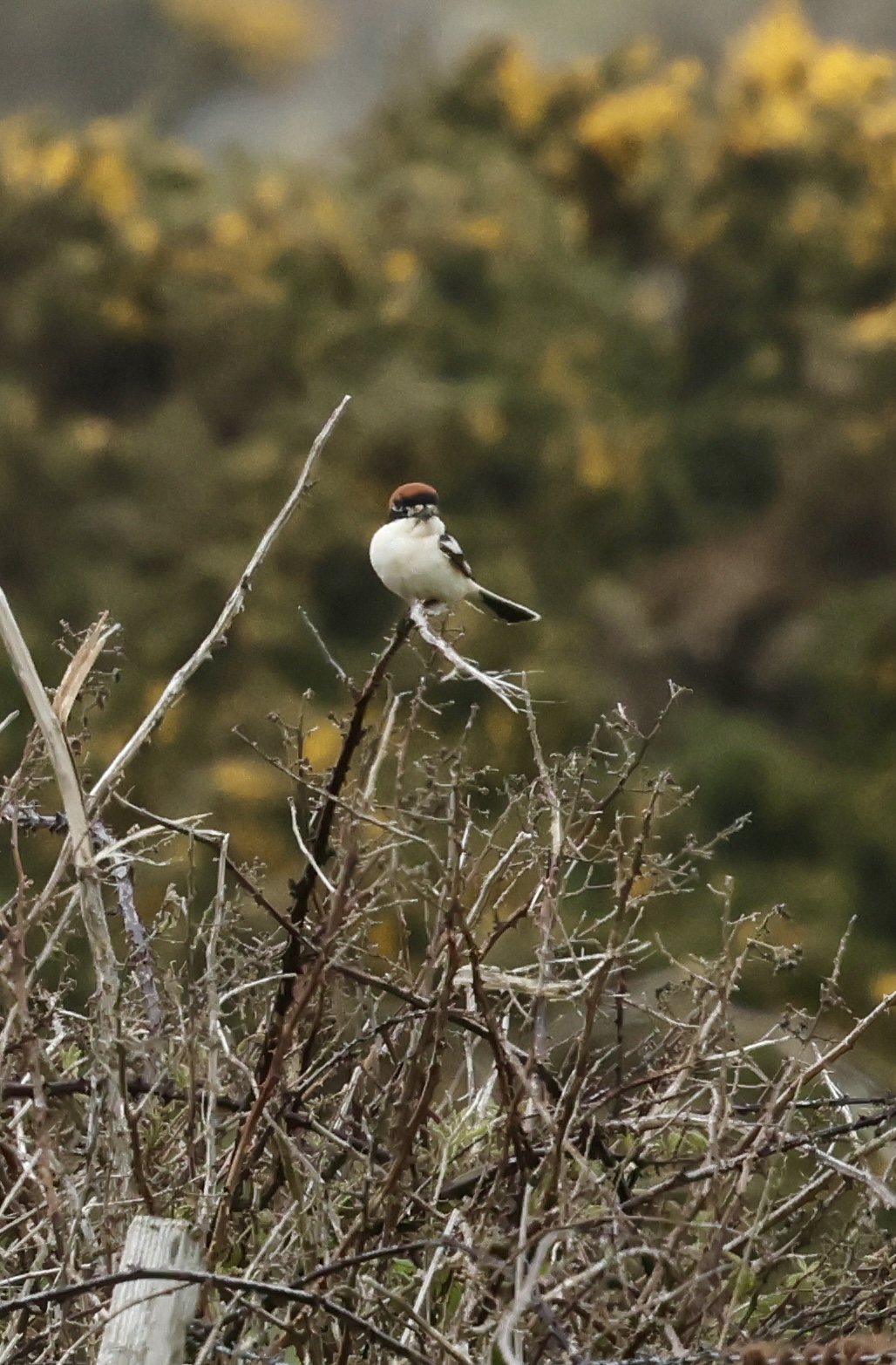 Woodchat Shrike
