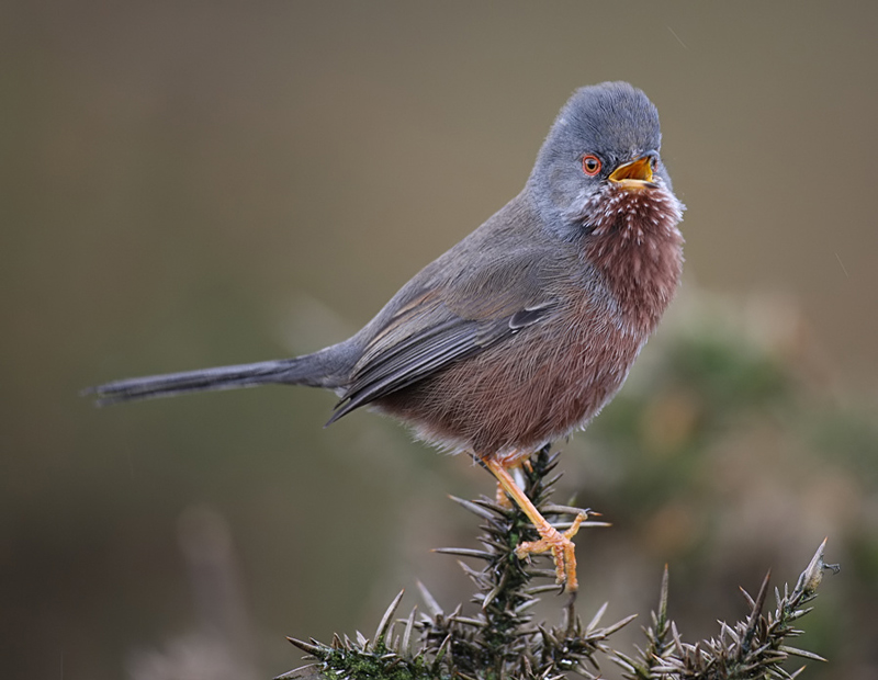 Dartford Warbler