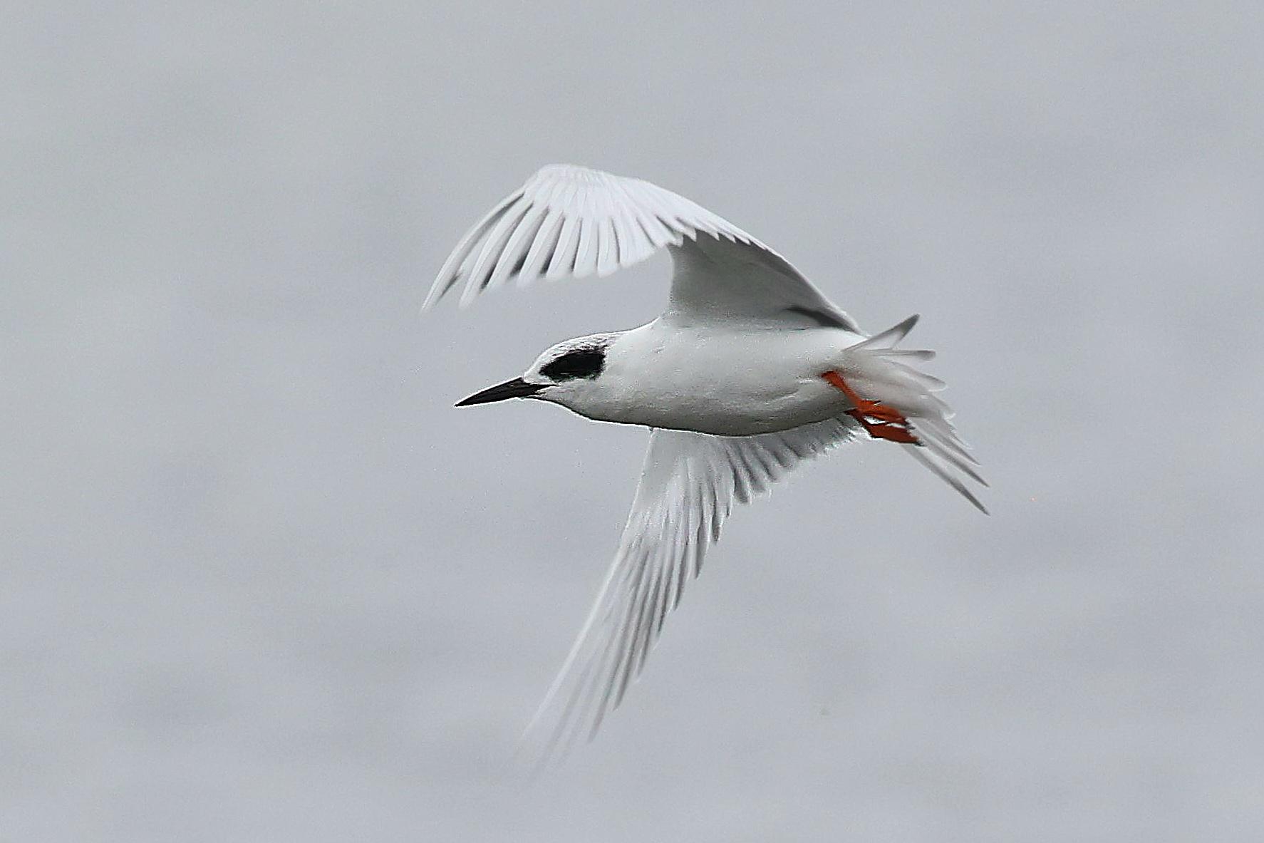 Forster's Tern