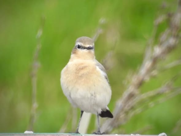 Wheatear
