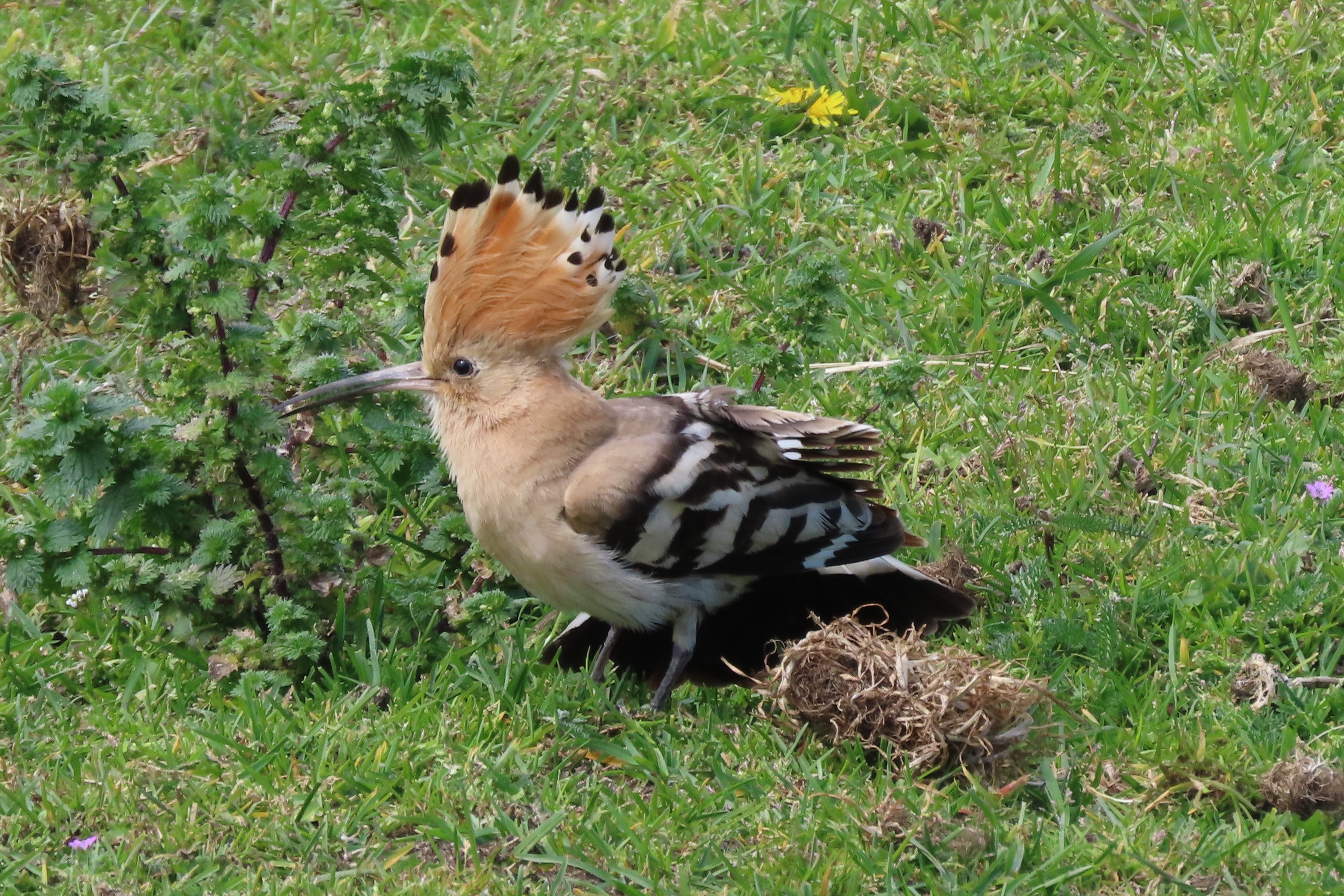 Hoopoe