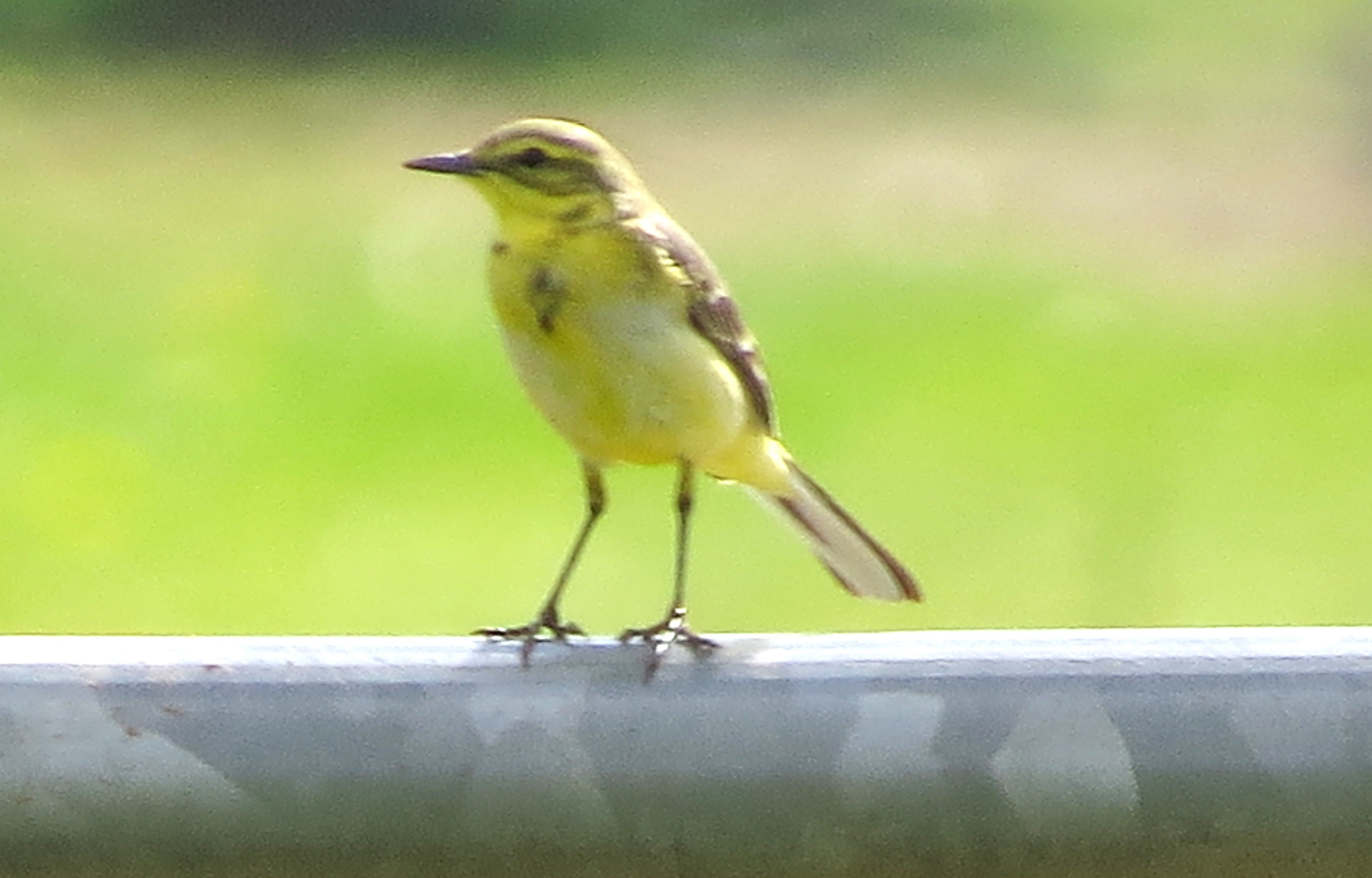 Yellow Wagtail