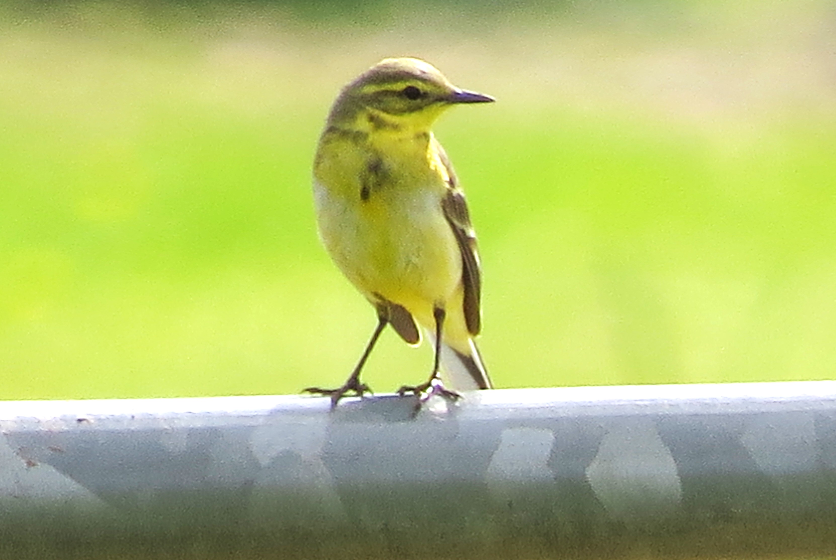 Yellow Wagtail