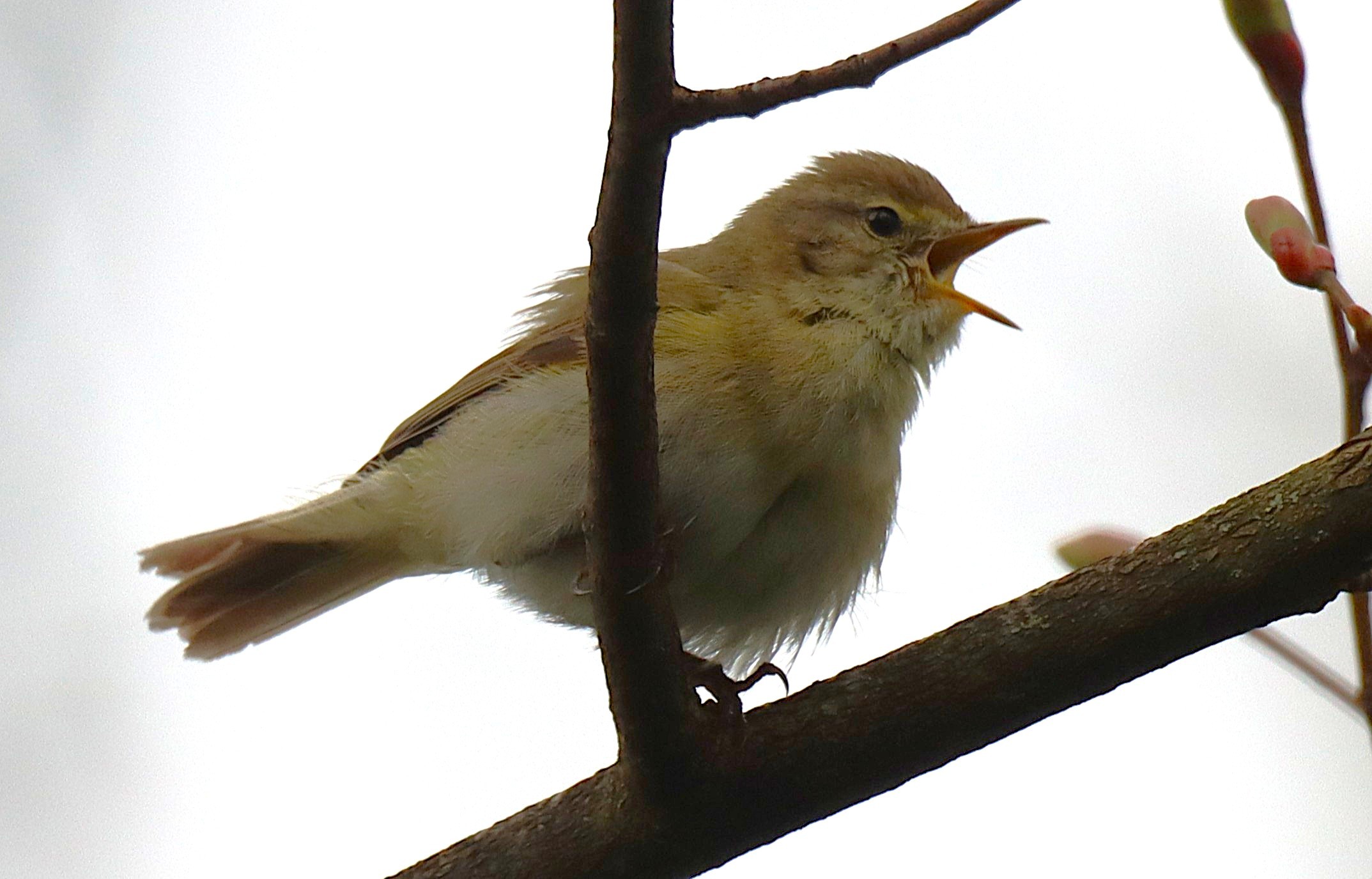 Iberian Chiffchaff