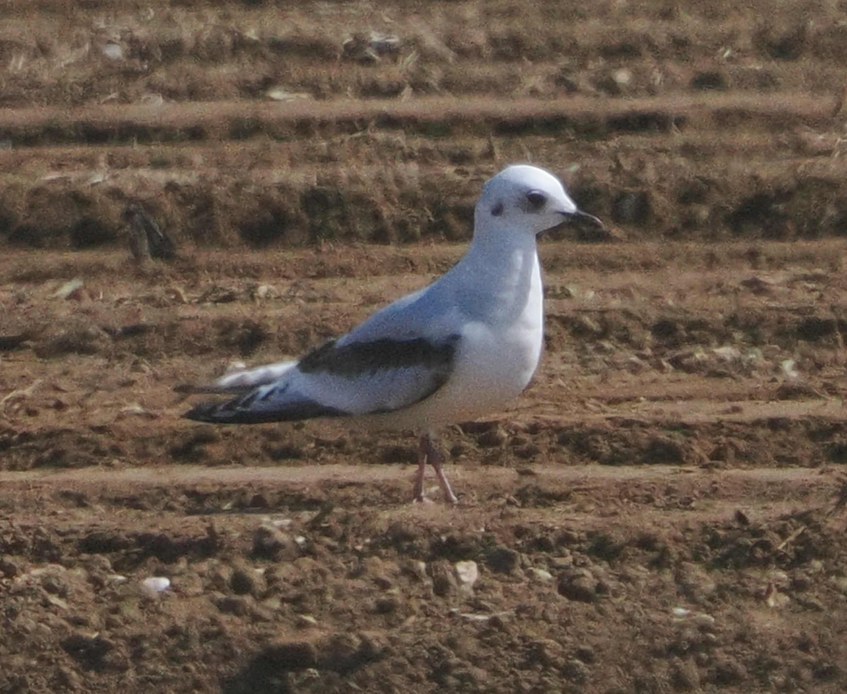 Ross's Gull