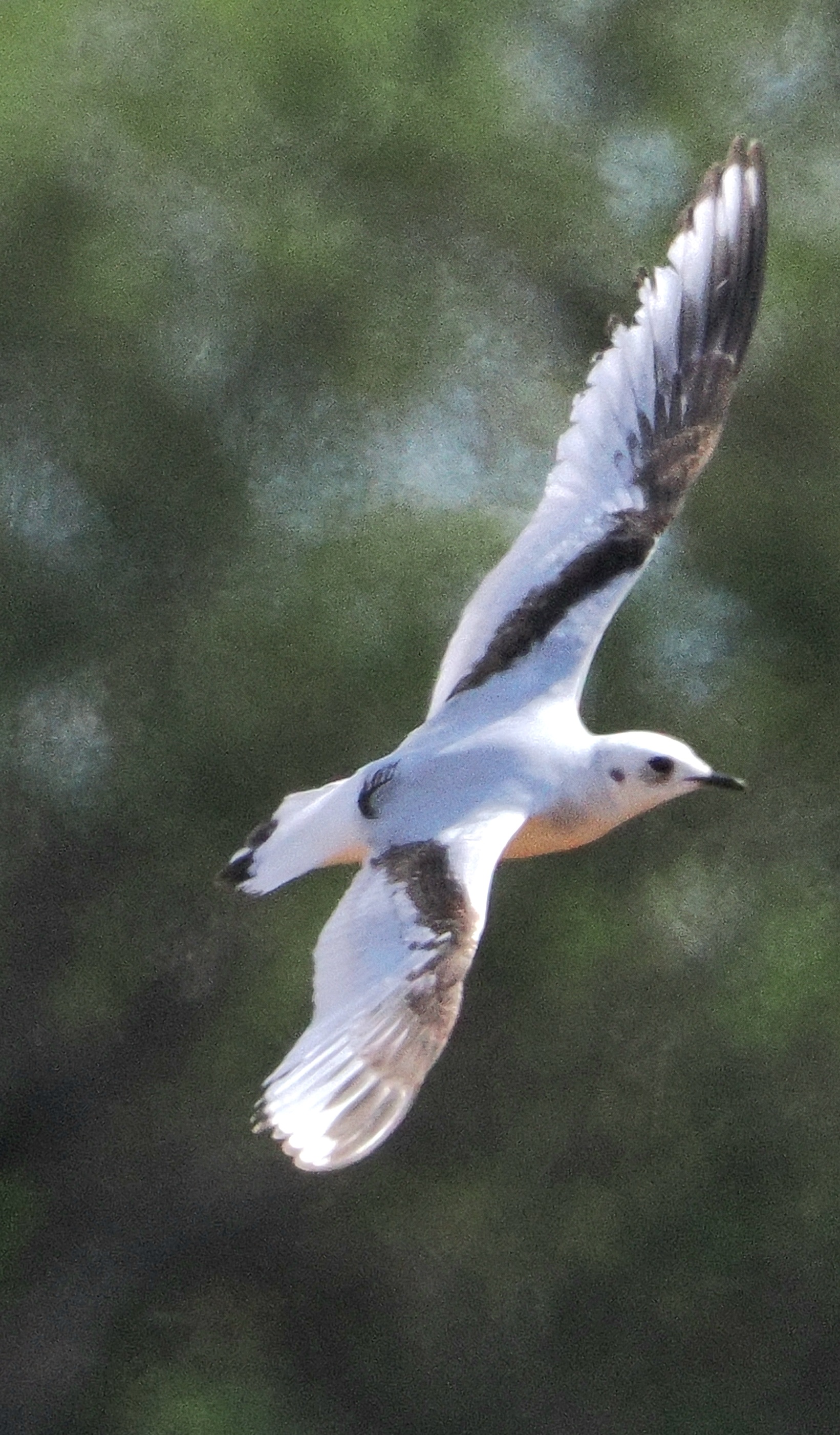 Ross's Gull