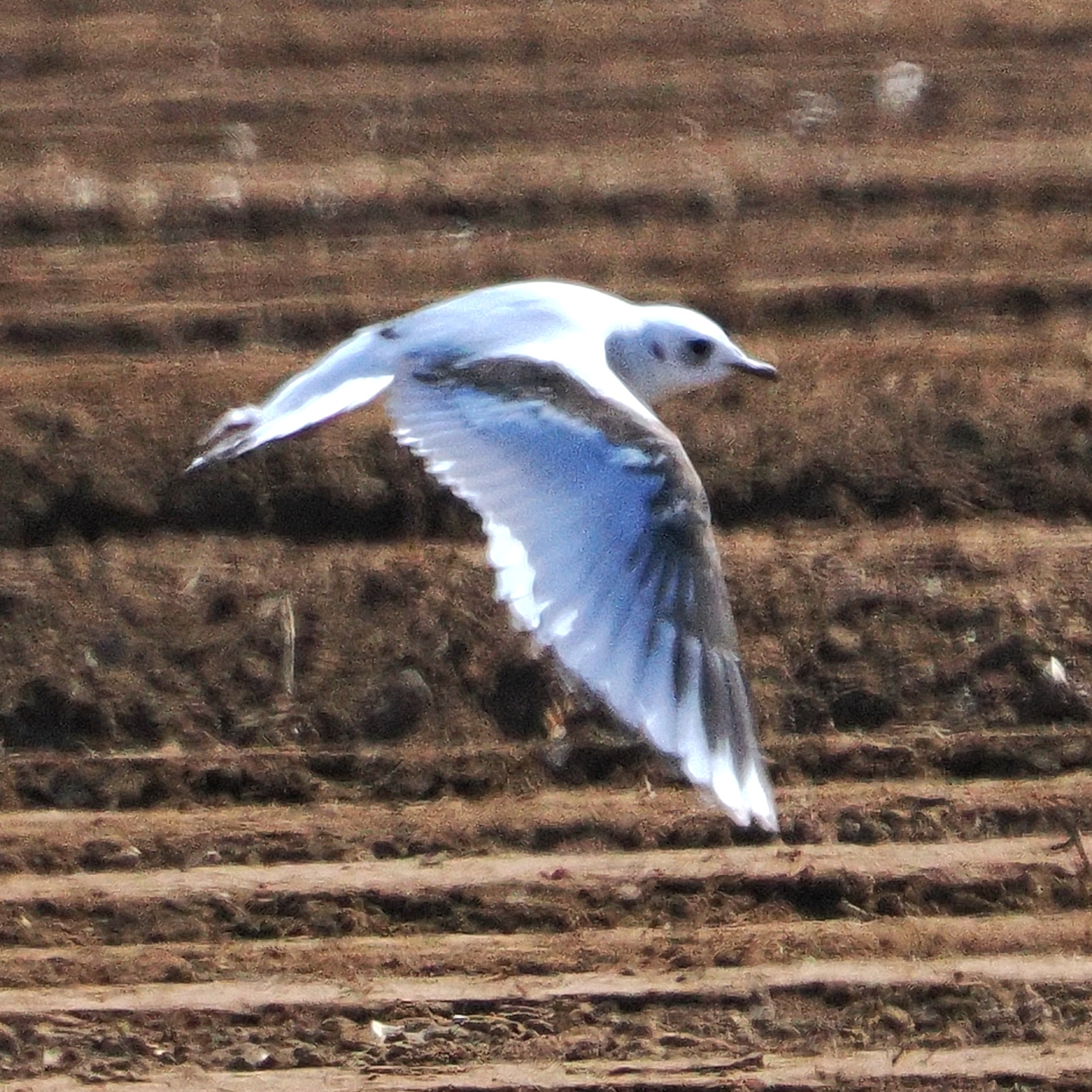 Ross's Gull 