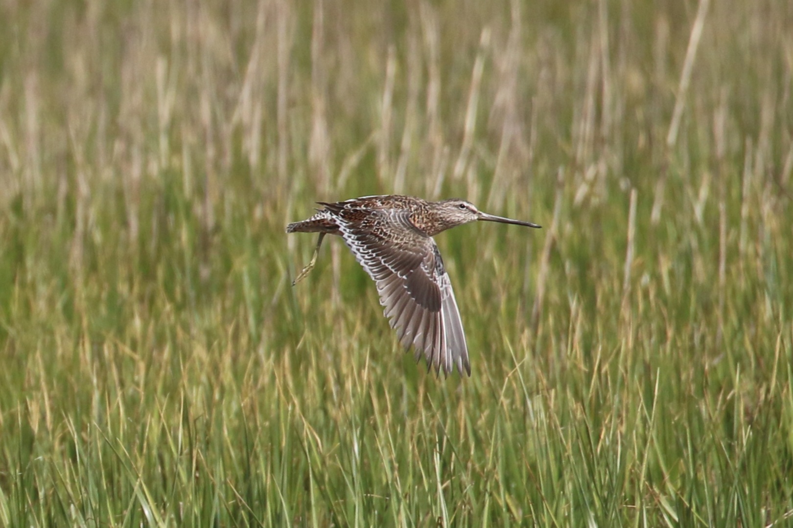 Long-billed Dowitcher