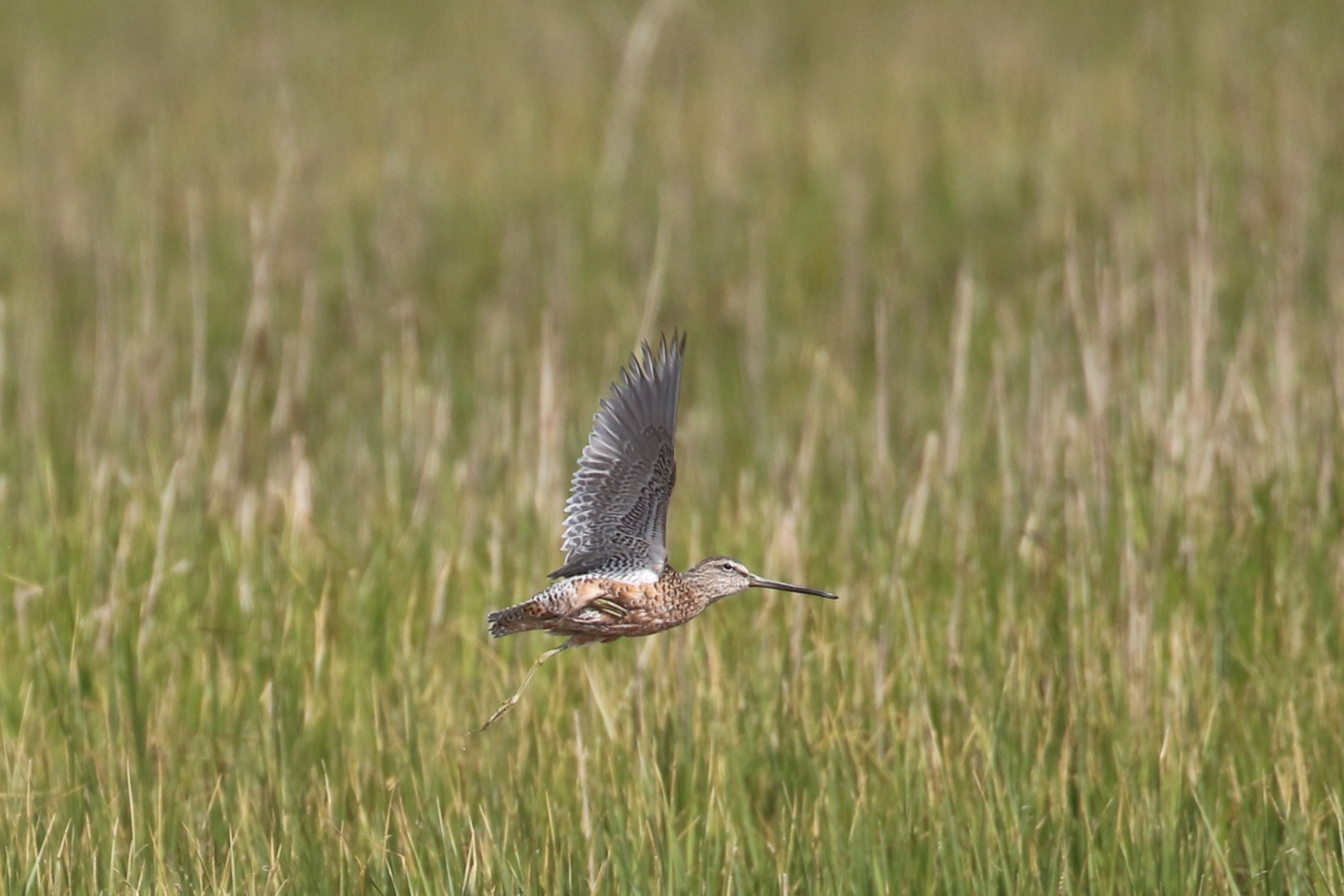 Long-billed Dowitcher