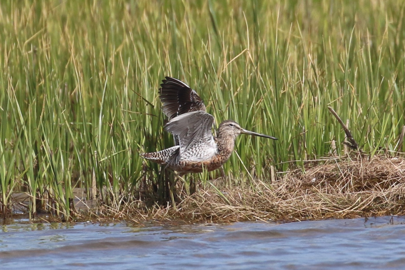 Long-billed Dowitcher
