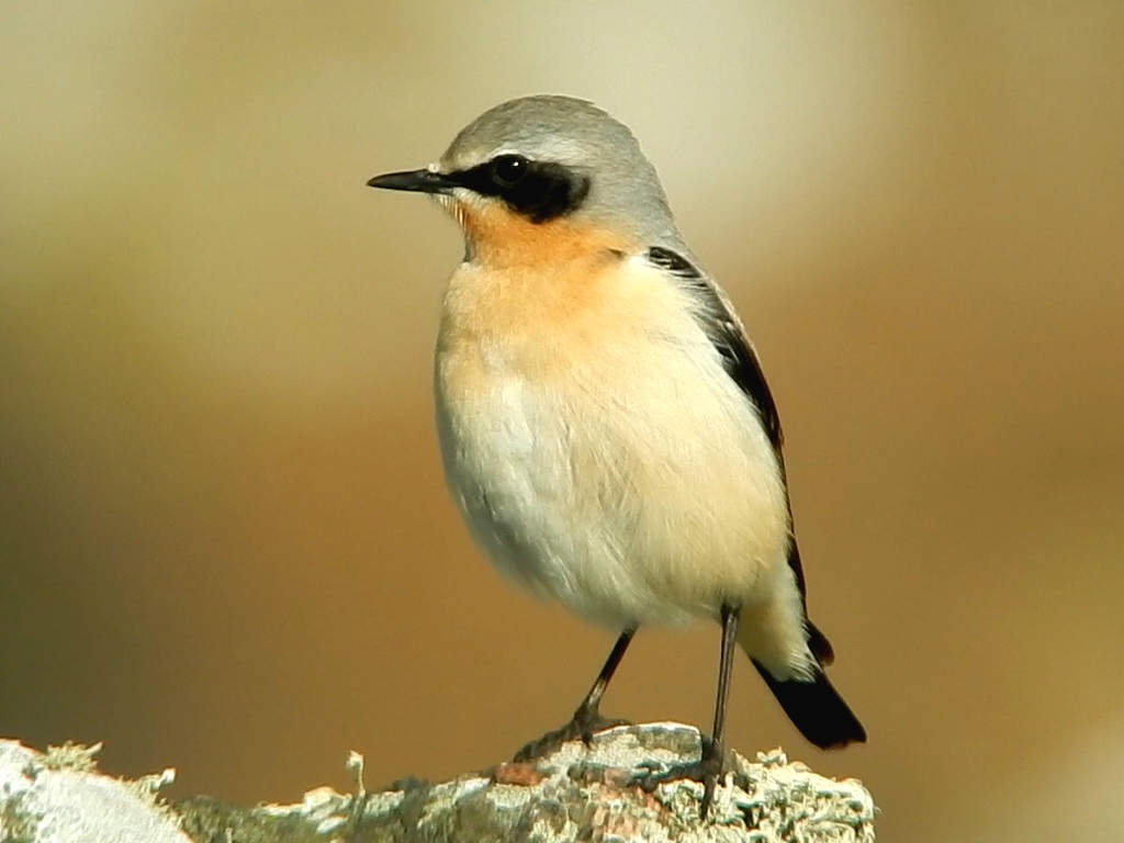 Wheatear