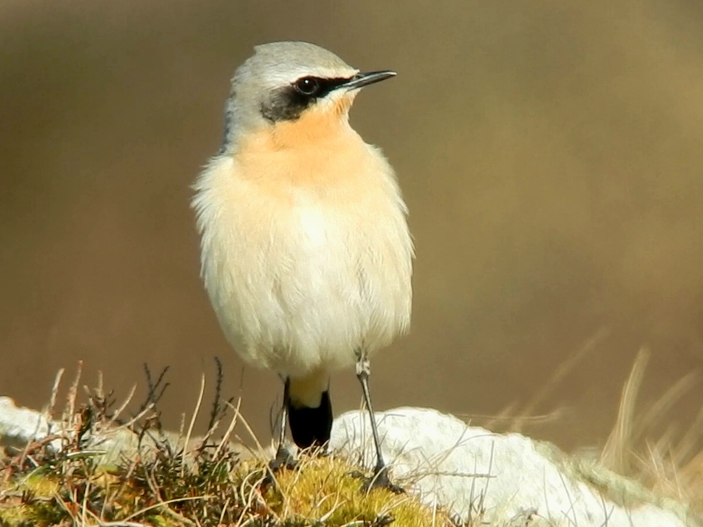 Wheatear