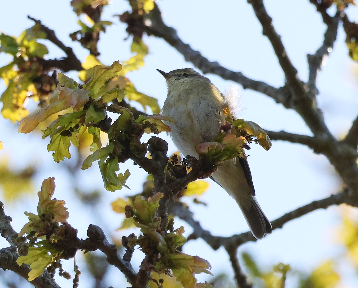 Iberian Chiffchaff