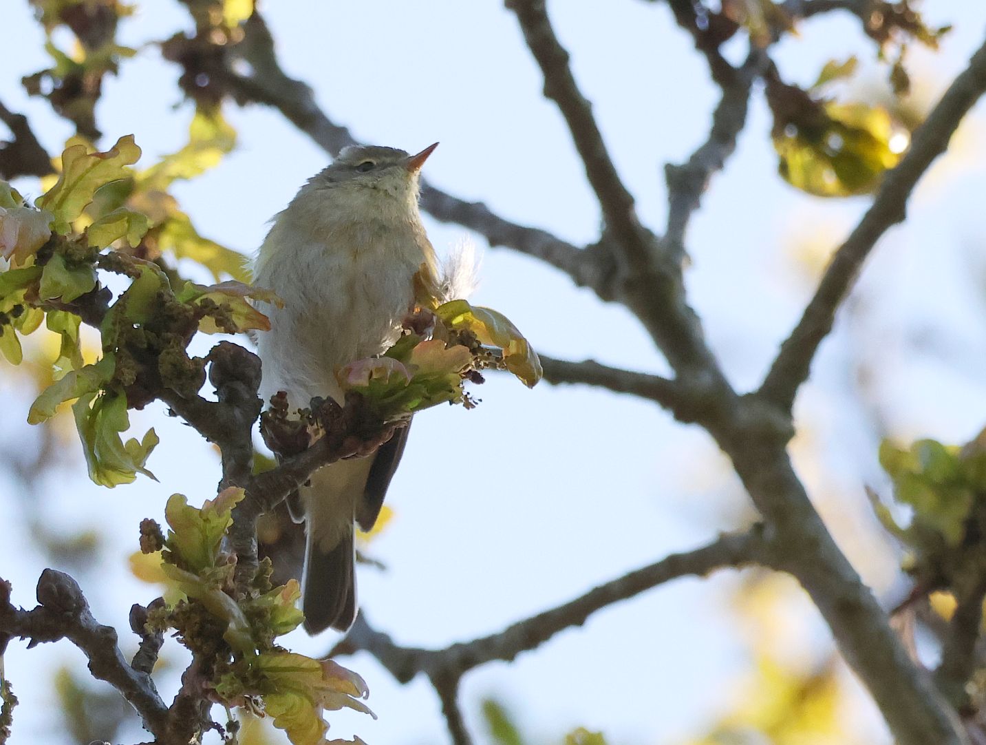Iberian Chiffchaff