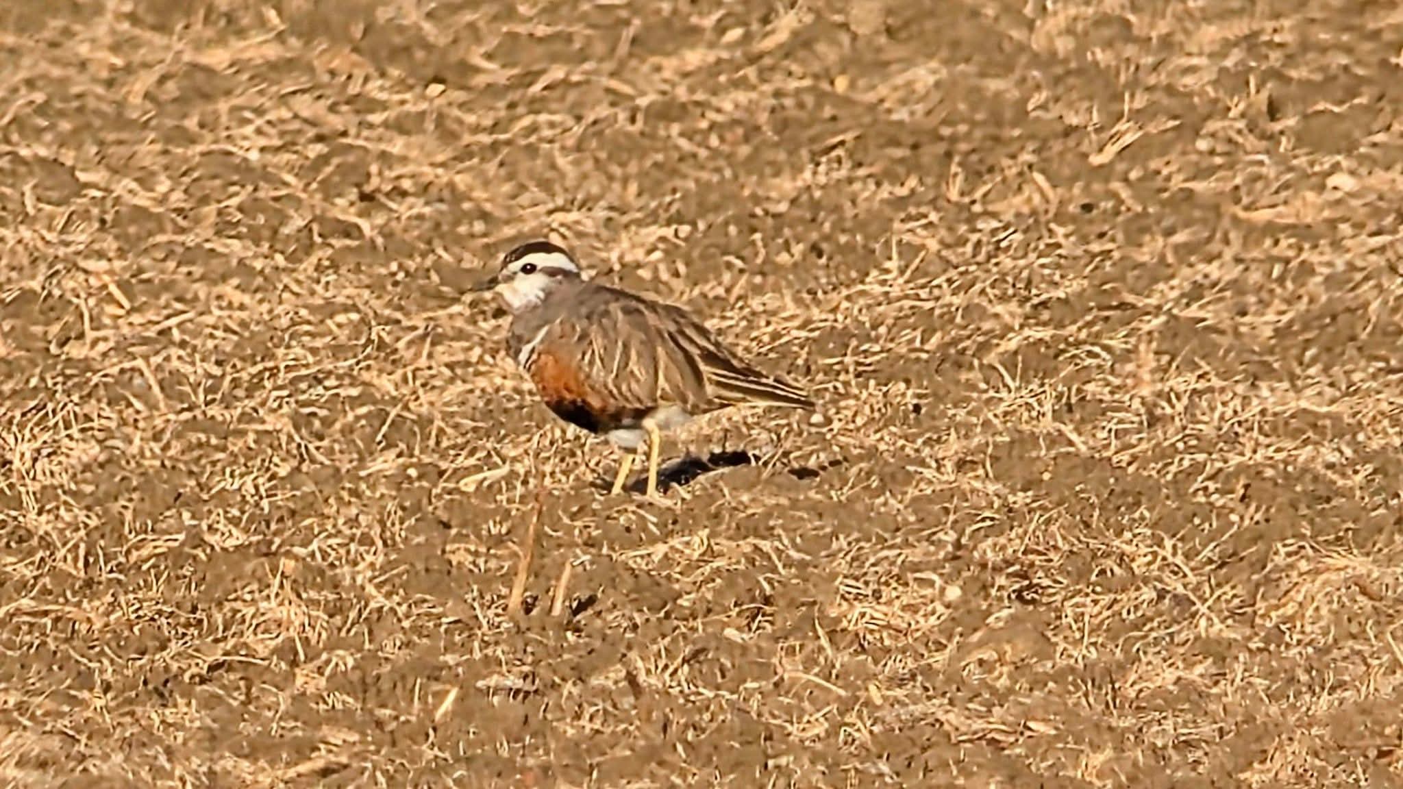 Dotterel 