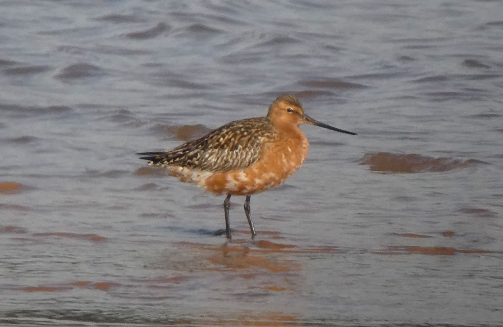 Bar-tailed Godwit