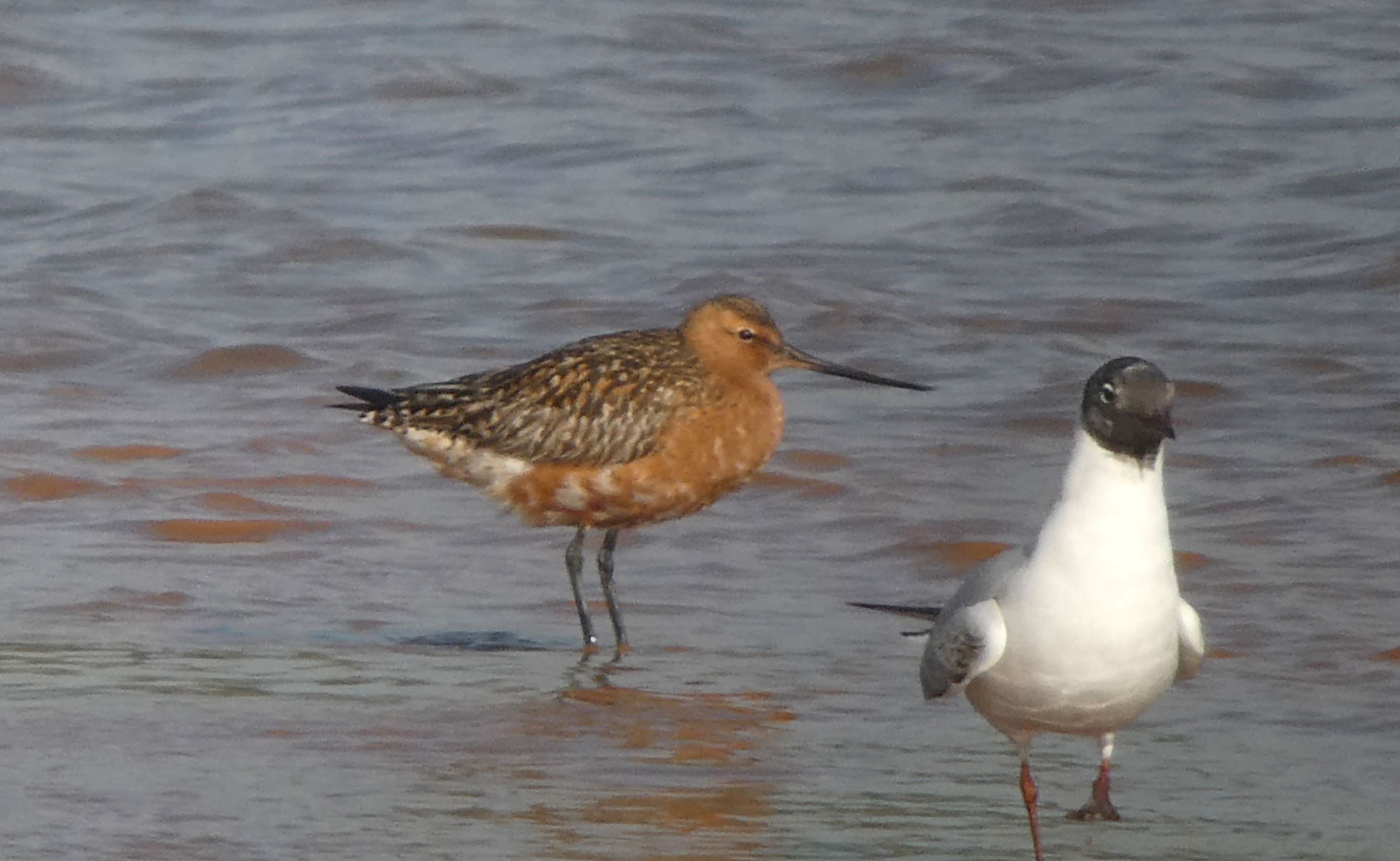 Bar-tailed Godwit