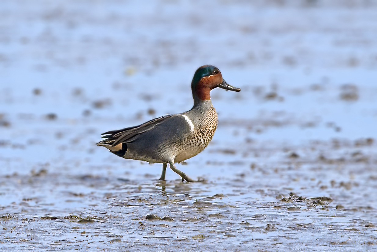 Green-winged Teal