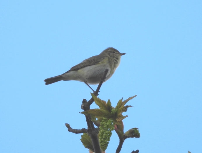 Iberian Chiffchaff