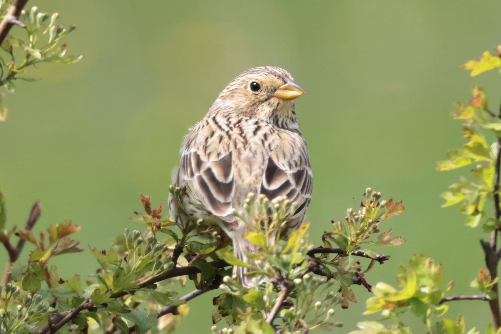 Corn Bunting