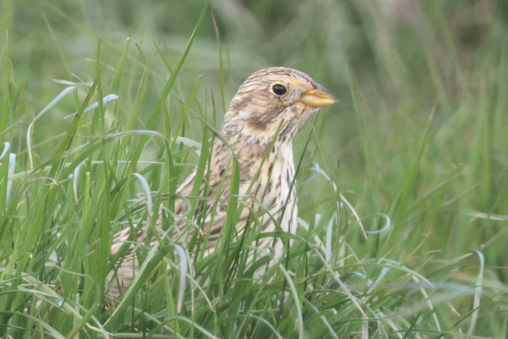 Corn Bunting