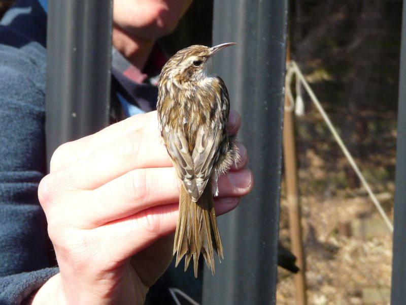 Short-toed treecreeper